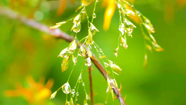 水珠水滴