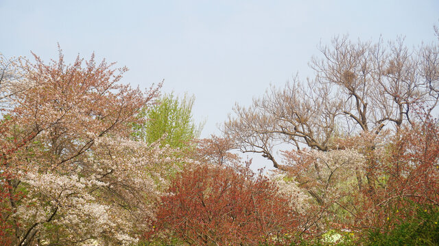 玉渊潭漫山樱花