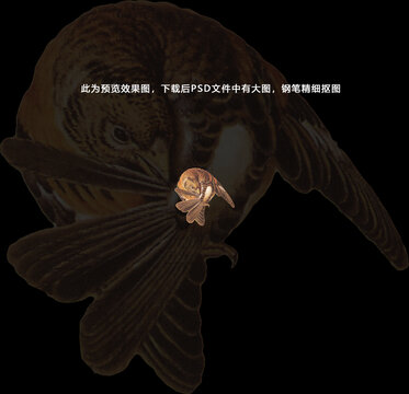 枝頭鳥(niǎo)