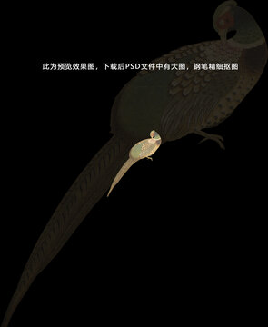 綠色長尾鳥