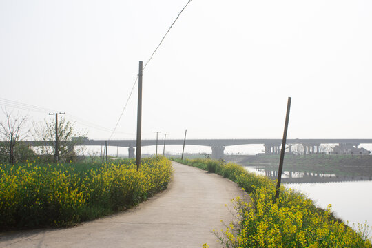 油菜花海