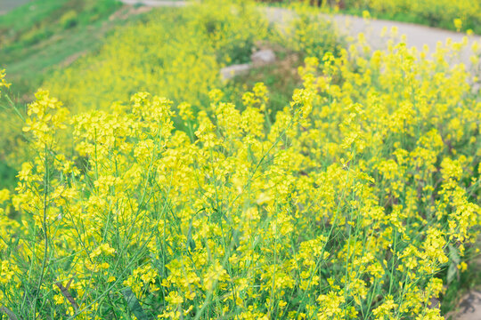 油菜花海