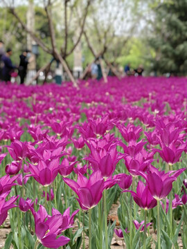 紫色郁金香花海