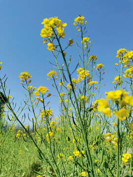 油菜花