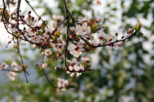 紫叶李花