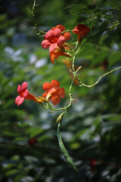 凌霄花