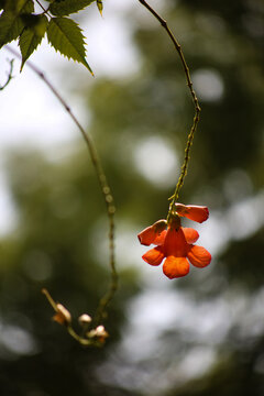 凌霄花