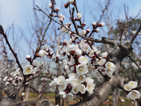 梅花盛开