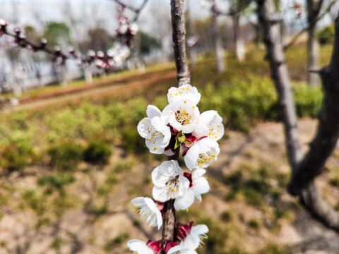 红梅花