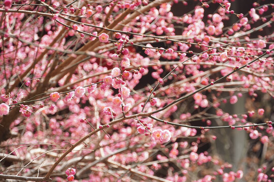 灵隐寺梅花