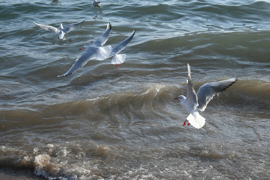 海鷗