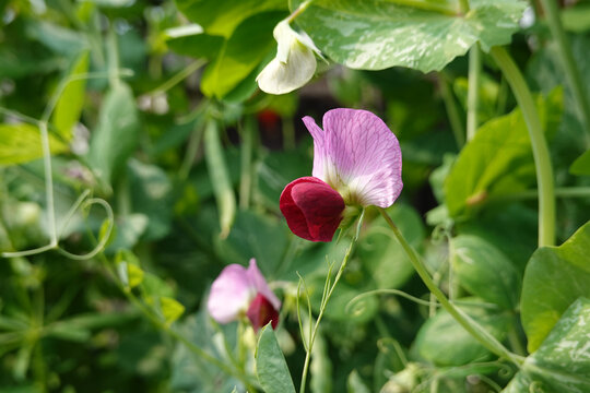 豌豆花