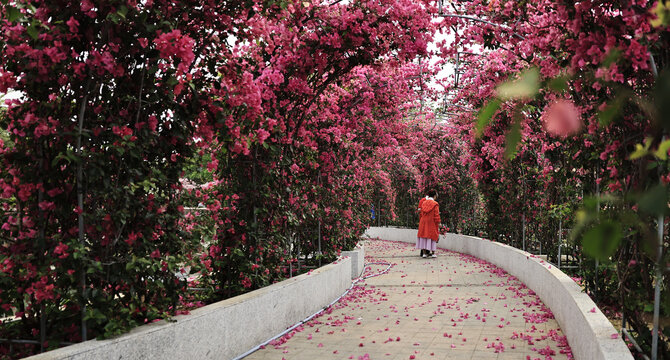 北海市花公园