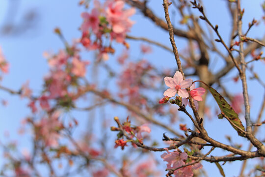 樱花春天粉色蓝天浪漫