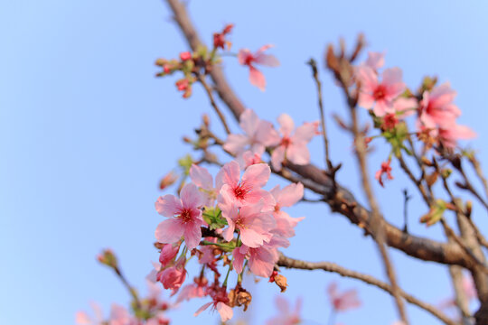 樱花春天粉色蓝天浪漫