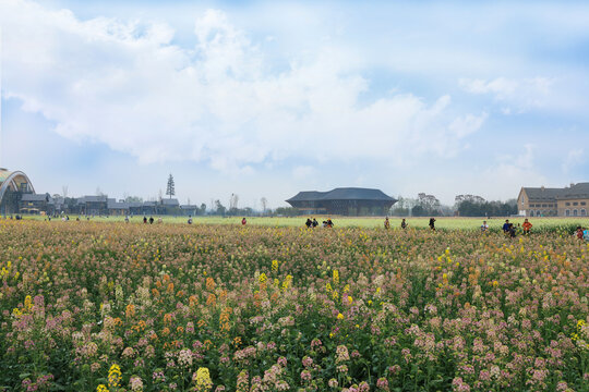 油菜花