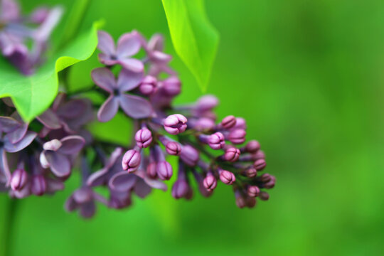 丁香花