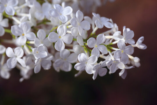 丁香花