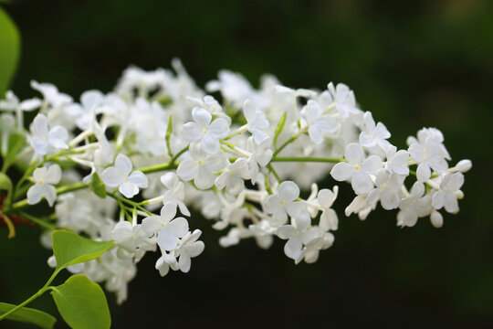 丁香花