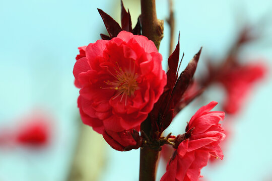 红色海棠花