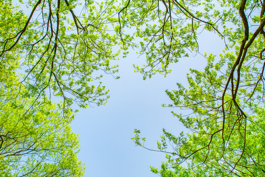 绿叶天空