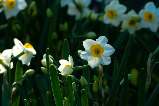 春天阳光下盛开的水仙花