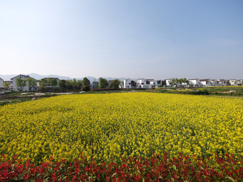 春天油菜花农村