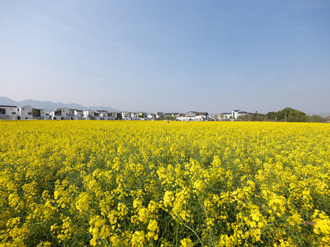 春天油菜花农村