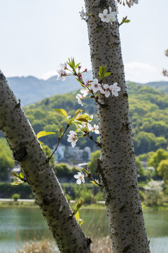 樱花特写