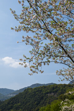 樱花背景