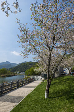 樱花树