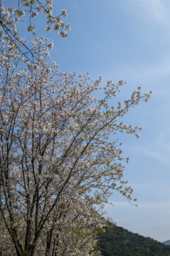 樱花树