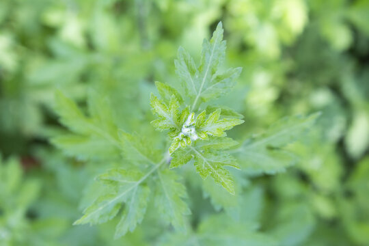 野菊