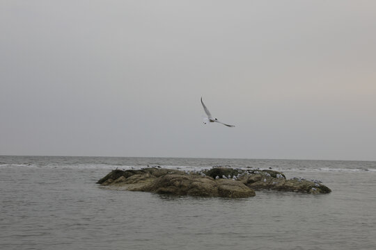 海鸥飞行