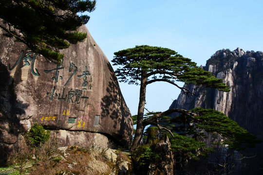 黄山迎客松