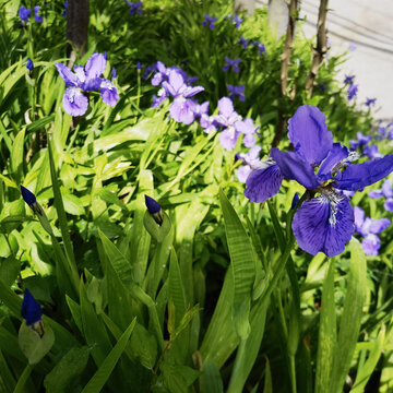 鸢尾花