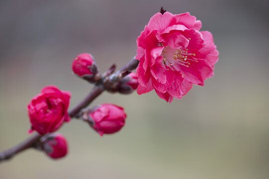 枝头梅花