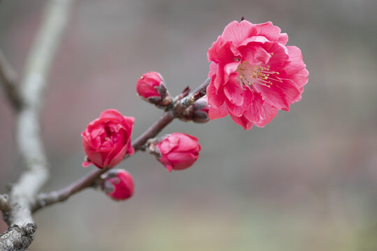 枝头梅花