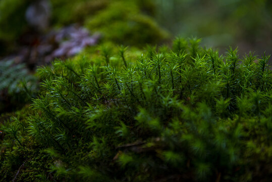 苔藓