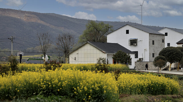 乡村油菜花