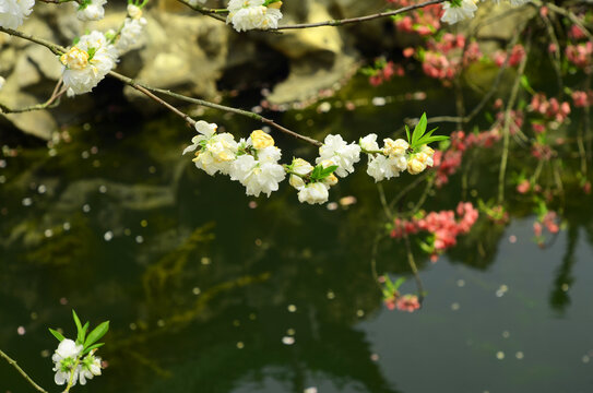 蠡园桃花