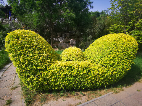 元宝植物