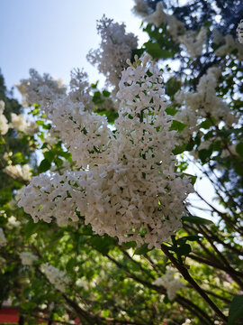 丁香花