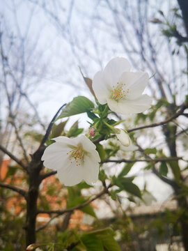 东京樱花