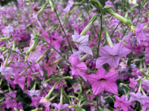 春日里的花烟草花