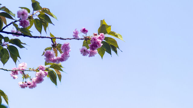 粉红色樱花