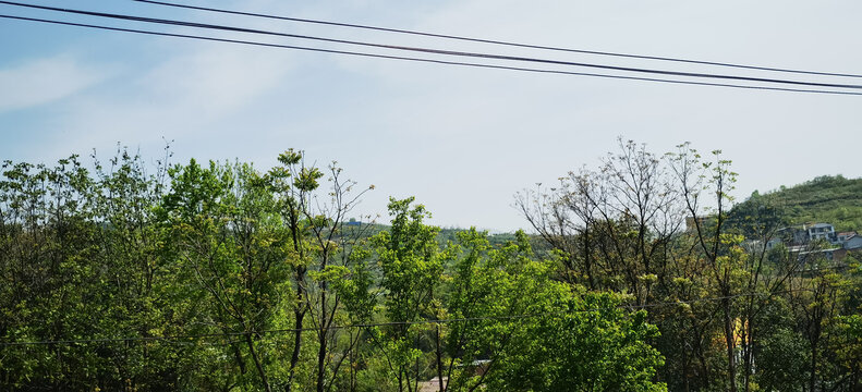 田野