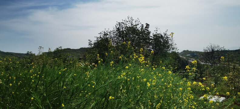 田野