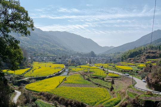 油菜花梯田