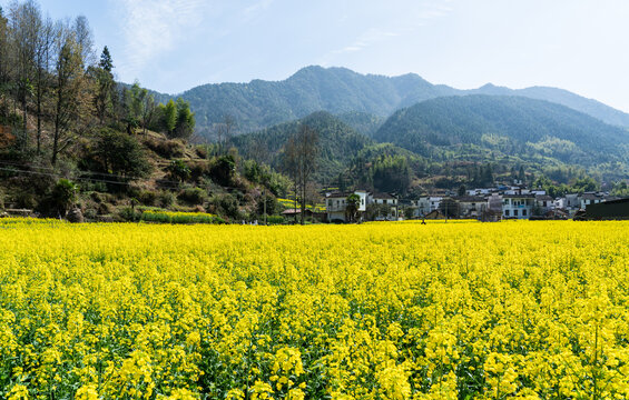 油菜花海